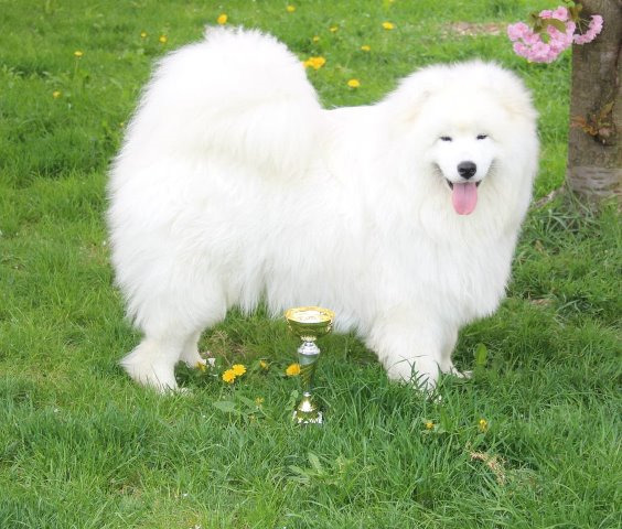 Hungaria Junior Champion 9 month 