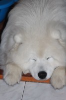 /album/cidri-fenykepalbum/img-0850-jpg/