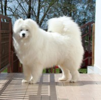 /album/cidri-fenykepalbum/beall-jpg/