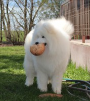 /album/cidri-fenykepalbum/labda-jpg/