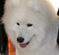 /album/cidri-fenykepalbum/a31888-10151330186714385-1349663960-n-jpg1/