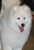 /album/cidri-fenykepalbum/cidkep-jpg1/