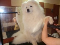 /album/lara-kisallat-kozmetika/kozmi2-jpg/