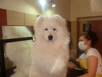 /album/lara-kisallat-kozmetika/kozmi3-jpg/