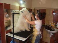 /album/lara-kisallat-kozmetika/kozmi4-jpg/