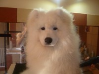 /album/lara-kisallat-kozmetika/kozmi5-jpg/