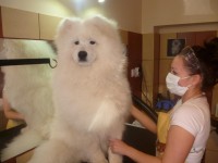 /album/lara-kisallat-kozmetika/kozmi-jpg/