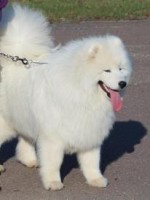 /album/cidri-fenykepalbum/kozmi4-jpg1/