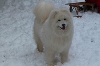 /album/cidri-fenykepalbum/a882481-10151380828984385-203998659-o-jpg/