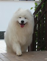 /album/cidri-fenykepalbum/lepcso-jpg/