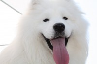 /album/cidri-fenykepalbum/img-5410-jpg/