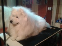 /album/lara-kisallat-kozmetika/a10268151-634163926651899-1446343687-n-jpg/