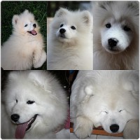 /album/cidri-fenykepalbum/a11008395-10152784751664385-2979787744045087858-n-jpg/