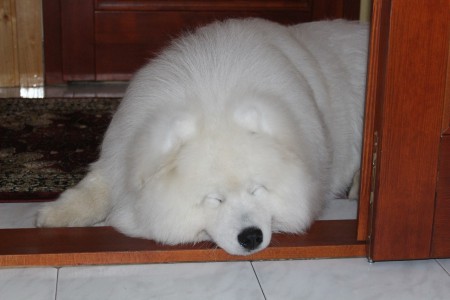 ez a kedvenc alvó helye